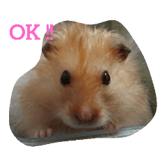 [LINEスタンプ] ハムスターころすけの日常