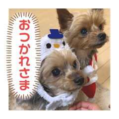 [LINEスタンプ] 愛犬ぷーともちこ日常で使えるスタンプ
