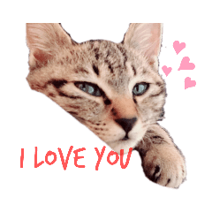 [LINEスタンプ] わが家のぽんず②