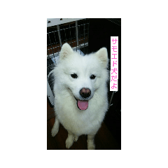 [LINEスタンプ] サモエド犬