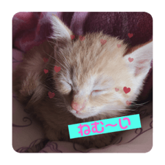 [LINEスタンプ] 猫ちゃんで日常会話