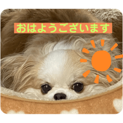 [LINEスタンプ] Treasure Dogs 1