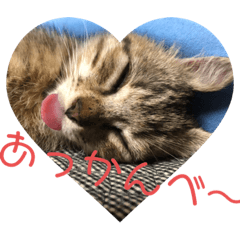[LINEスタンプ] キジ猫のナッツ