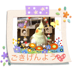[LINEスタンプ] 鳥ちゃん好き
