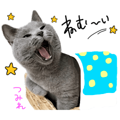[LINEスタンプ] シャルトリュー兄弟姉妹のスタンプ