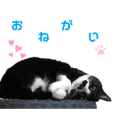 [LINEスタンプ] 黒猫の「ナナ」