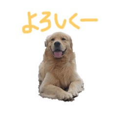 [LINEスタンプ] ゆるっとゴールデンレトリーバー