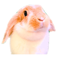 [LINEスタンプ] うさぎのロップイヤー