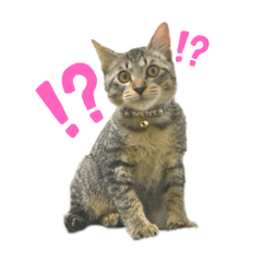 [LINEスタンプ] MAMEZOU_