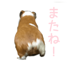 [LINEスタンプ] 可愛いピノ君