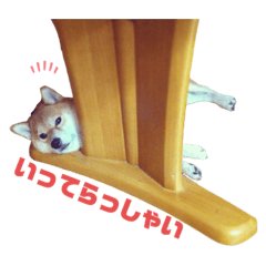 [LINEスタンプ] 豆柴のリョーマくん