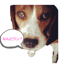[LINEスタンプ] ルビーくん
