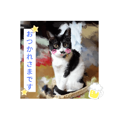 [LINEスタンプ] うちのねこ(こなこな)