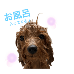 [LINEスタンプ] mocacoco‎´•ﻌ•`