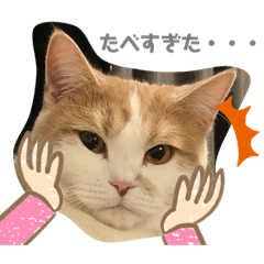 [LINEスタンプ] むつにこちゃん2