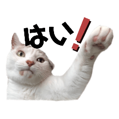 [LINEスタンプ] もふもふ みいた