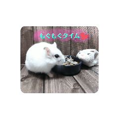 [LINEスタンプ] シロップのきもち～ハムスターのくらし