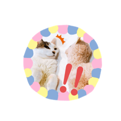 [LINEスタンプ] ぜんぶ海ちゃん