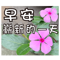 [LINEスタンプ] 花-暖かい心の長老の画像（メイン）