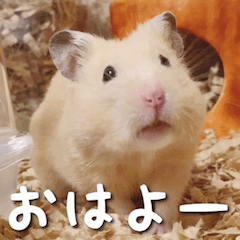 [LINEスタンプ] もちおすたんぷ