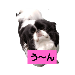 [LINEスタンプ] 狆 藤子さん