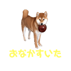 [LINEスタンプ] 柴犬ヤマト