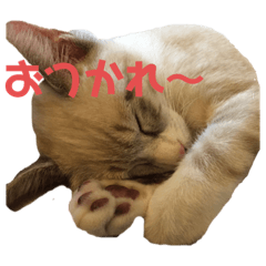 [LINEスタンプ] アディにゃん