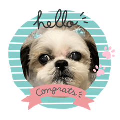 [LINEスタンプ] shihzu♡micky