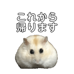 [LINEスタンプ] ハムスターのみそとかつ