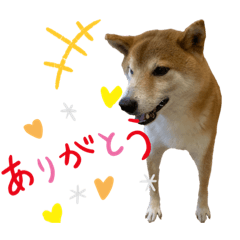 [LINEスタンプ] 柴犬スタンプ 実写 可愛い