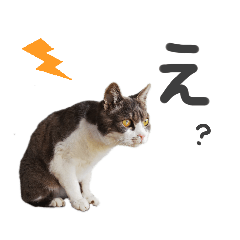 [LINEスタンプ] まちこさん（猫）