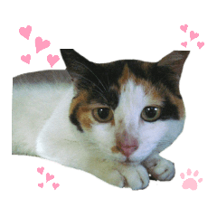 [LINEスタンプ] ねこちゃんまぁちゃんファミリー