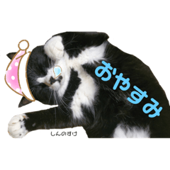 [LINEスタンプ] うちっちの猫スタンプ