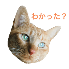 [LINEスタンプ] ささねこ