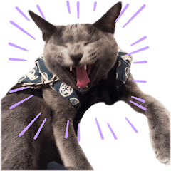 [LINEスタンプ] ニャンちゃんですよ。華麗なる家猫ライフ