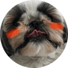 [LINEスタンプ] シーズーのリン