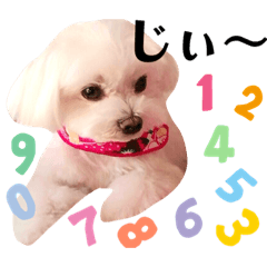 [LINEスタンプ] レノン大好き！2