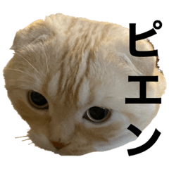 [LINEスタンプ] 俺はコンリョンだ