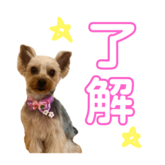 [LINEスタンプ] ルミエールスタンプ