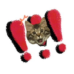 [LINEスタンプ] キャベちゃんスタンプ