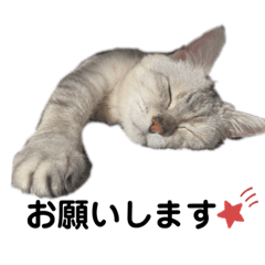 [LINEスタンプ] ねこのヒカルちゃんスタンプ