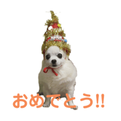 [LINEスタンプ] チワワのみるくあずき②