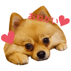 [LINEスタンプ] ポメラニアンの生活