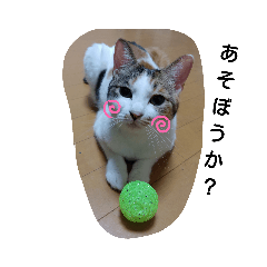 [LINEスタンプ] ねこみみの日常