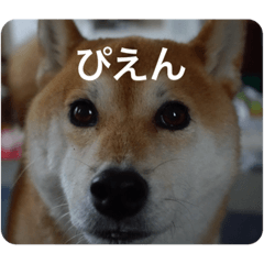 [LINEスタンプ] 小春ワン
