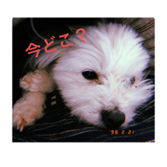 [LINEスタンプ] いちの日常(1)