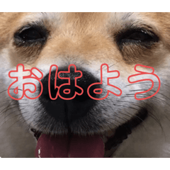 [LINEスタンプ] 土屋家のちっこい家族