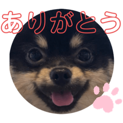 [LINEスタンプ] タピのきもち②
