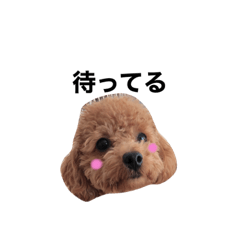 [LINEスタンプ] トイプーモコの日常生活