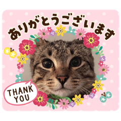 [LINEスタンプ] Tabby Chubby poke！